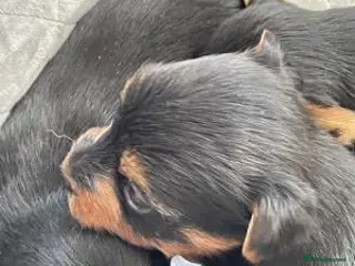 Yorkshire Terrier dogs Beautiful Yorkshire Terriers - Advert 1