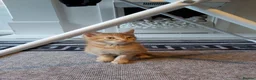 Mixed Breed cats for sale: 4 mixed kittens ready for loving homes - Advert 6