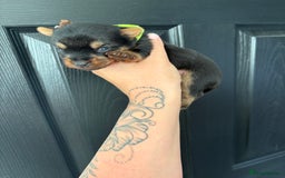 Yorkshire Terrier dogs for sale: Yorkshire terrier puppies - Image 11