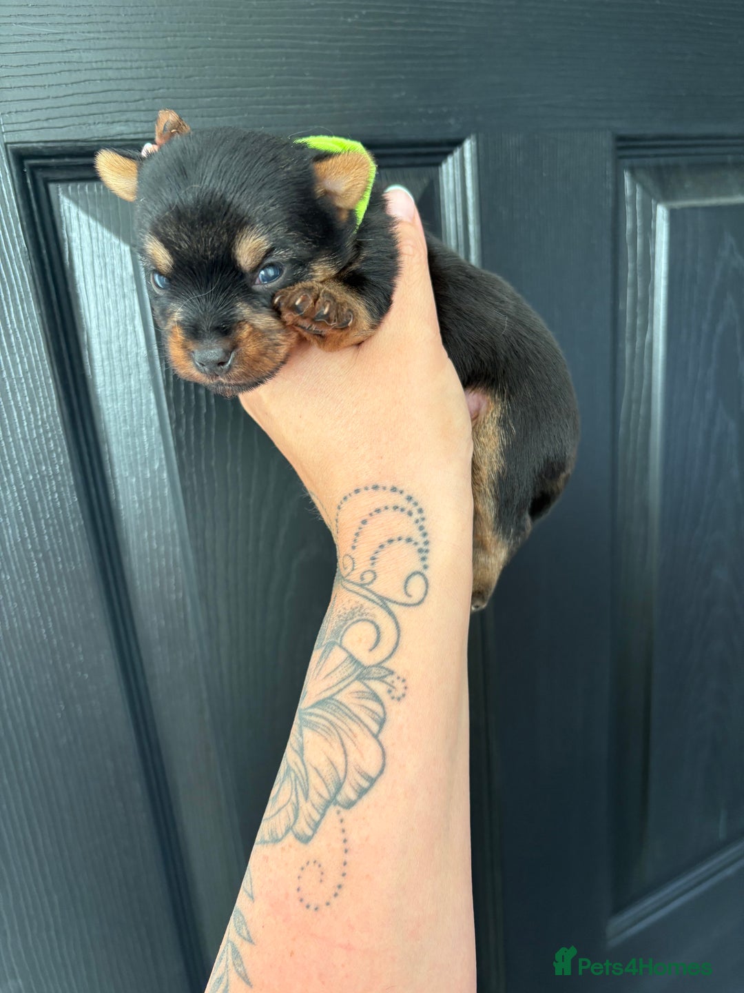 Yorkshire Terrier dogs for sale: Yorkshire terrier puppies - Image 11
