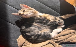 British Shorthair cats for sale: Playful kittens for adoption  - Image 7