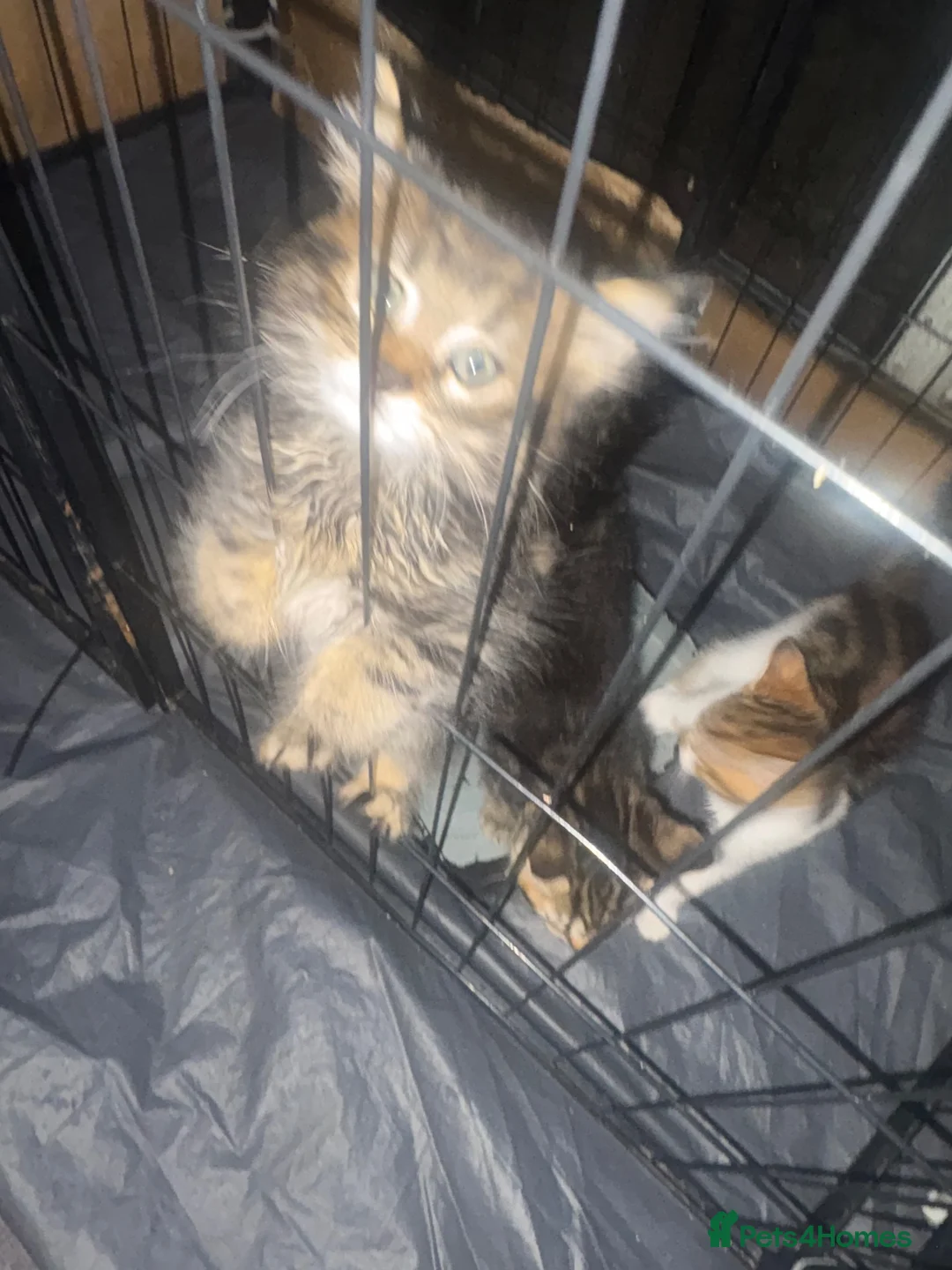 Mixed Breed cats for sale: Bangel mixed kitten  - Advert 2