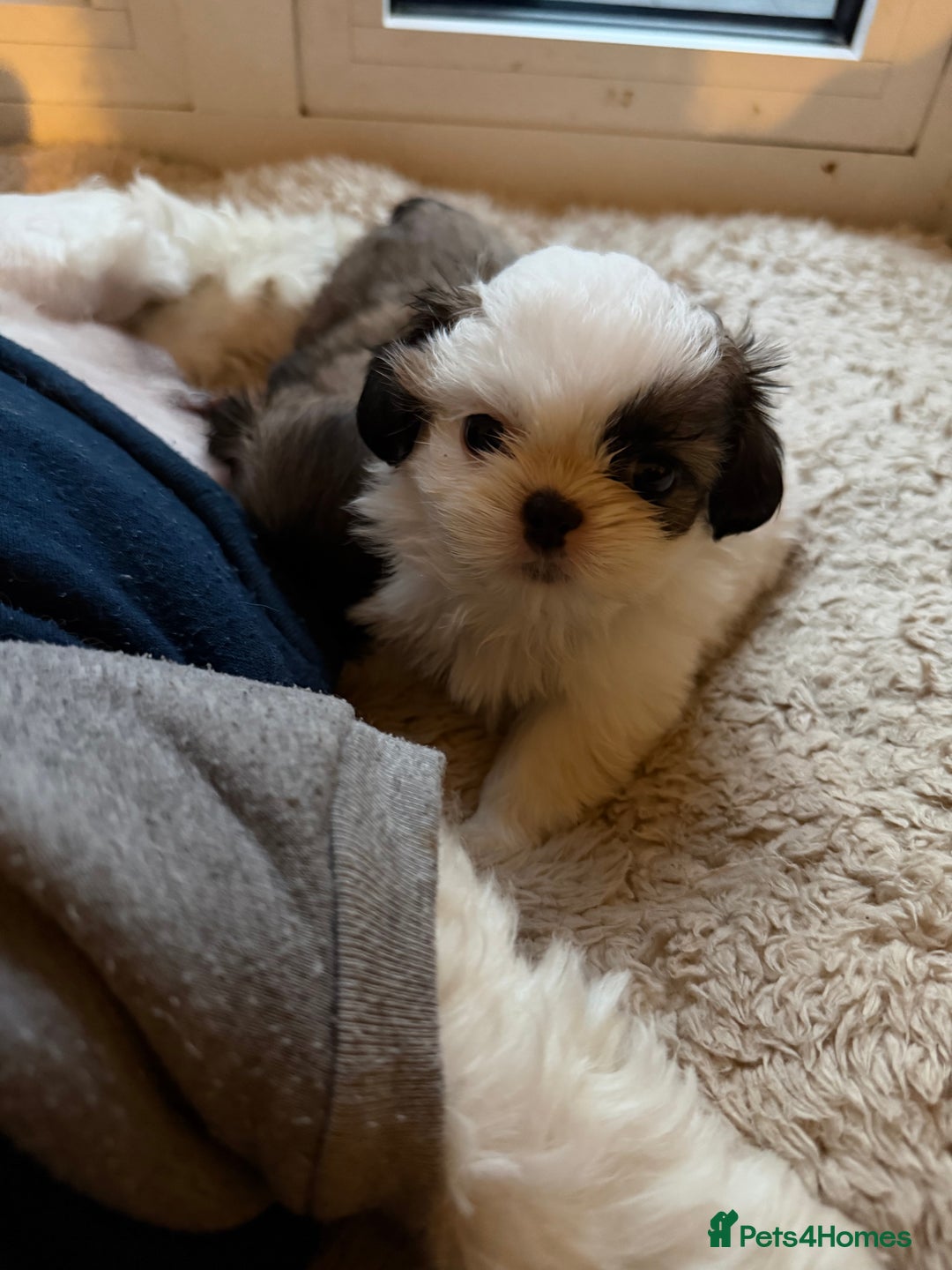 Shih Tzu dogs for sale: Shih Tzu puppies - Advert 2