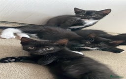 Mixed Breed cats for sale: Playful kitten  - Image 3