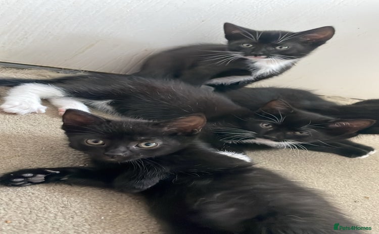 Mixed Breed cats - Advert 6