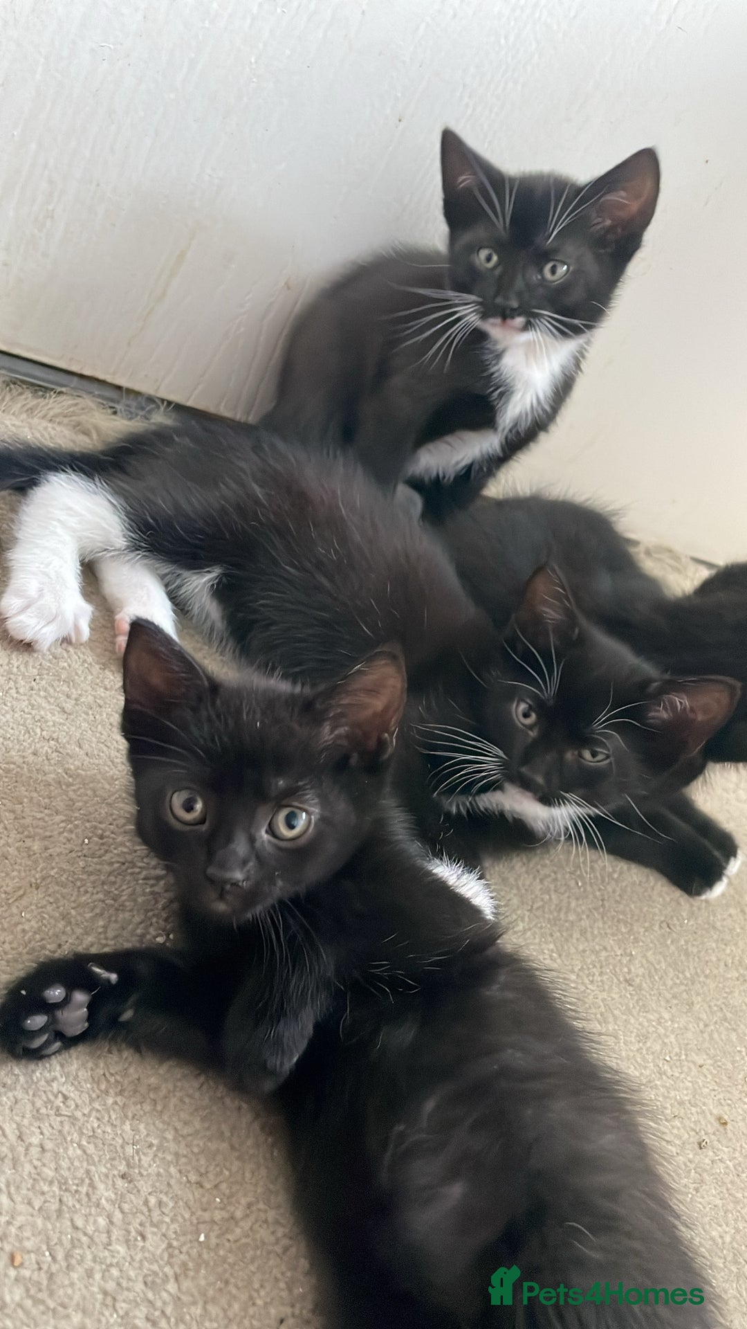 Mixed Breed cats for sale: Playful kitten  - Image 3