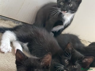 Mixed Breed cats - Advert 28