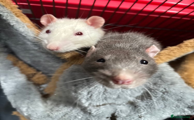 Rat rodents - Advert 5