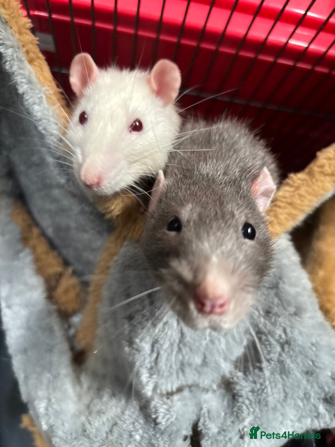 Rat rodents for sale: 6 male rats for rehoming ASAP - Image 1