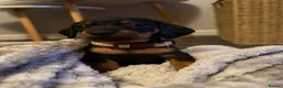 Dachshund dogs for sale: Dachshund puppies  - Advert 17