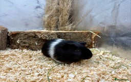 Guinea Pig rodents for sale: LOTS OF GUINEA PIGS FOR SALE 💗 - Image 13
