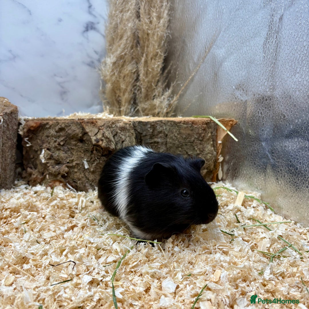 Guinea Pig rodents for sale: LOTS OF GUINEA PIGS FOR SALE 💗 - Image 13
