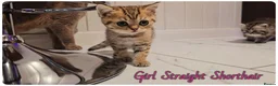 Scottish Fold cats for sale: Scottish fold - Advert 5