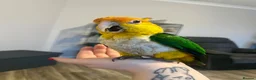 Parrots birds for sale: Bonded pair of yellow thighed caiques  - Advert 5