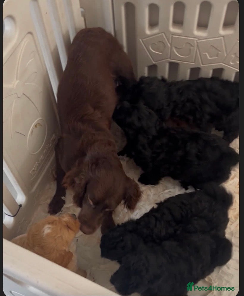 Cockapoo dogs Beautiful litter of Cockapoo puppies read add  - Advert 2