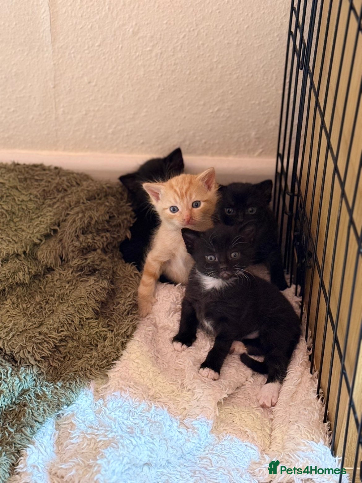 Mixed Breed cats Beautiful kittens  - Advert 18