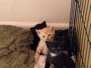 Mixed Breed cats Beautiful kittens - Advert 16