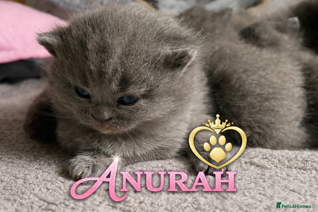 British Shorthair cats for sale: Gorgeous Pedigree British Blue Kittens - Advert 1