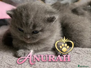 British Shorthair cats Gorgeous Pedigree British Blue Kittens - Advert 1