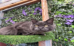 Maine Coon cats for sale: Giant Maine Coon! 20+ Generation Champion Heritage - Image 12