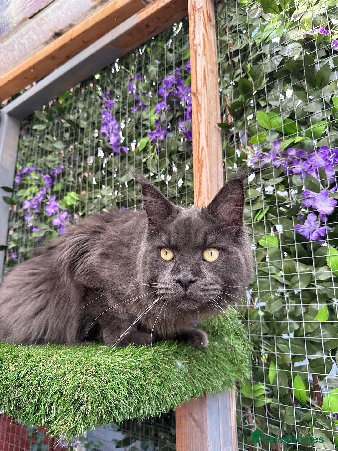 Maine Coon cats for sale: Giant Maine Coon! 20+ Generation Champion Heritage - Image 12