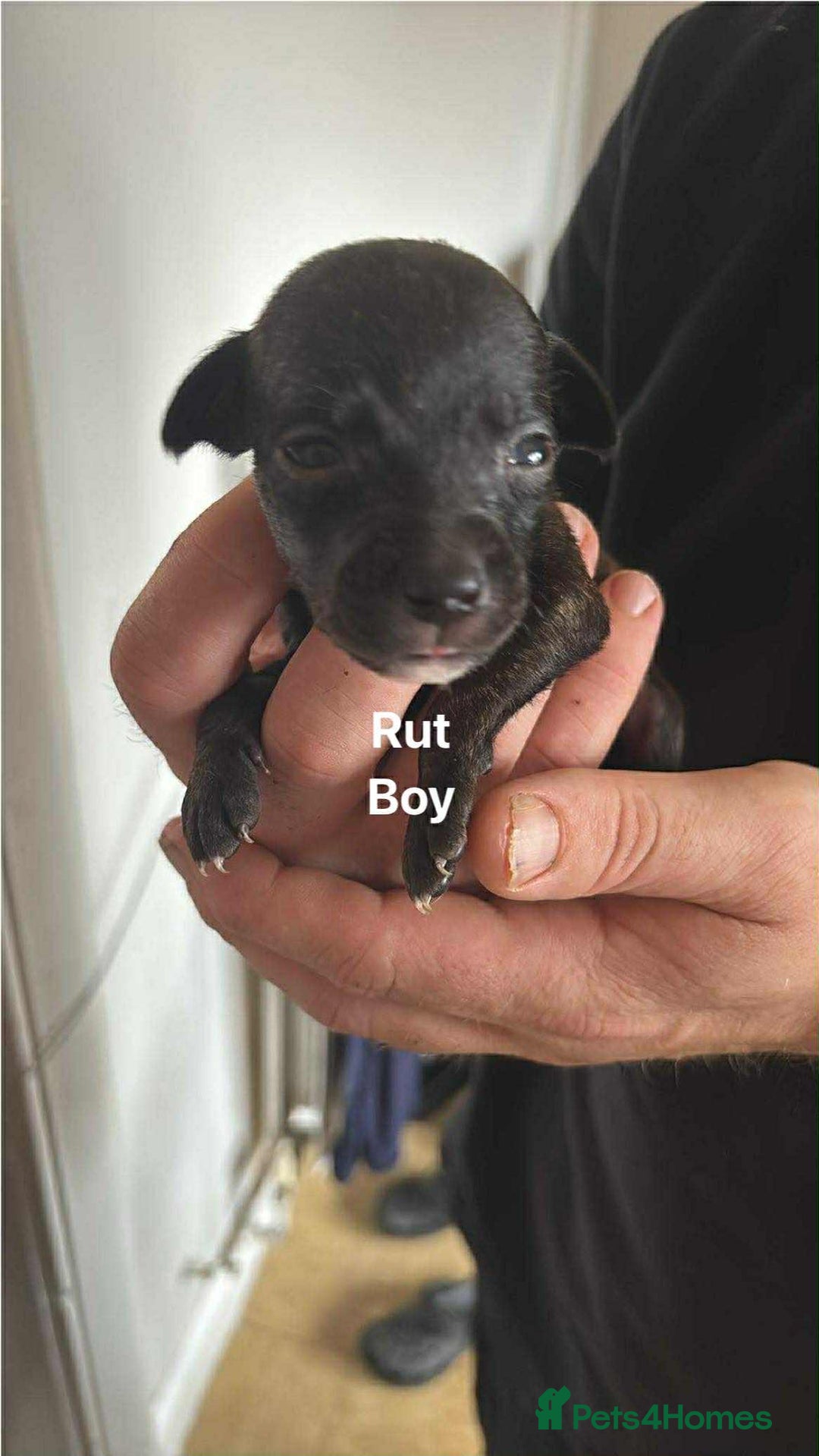 Mixed Breed dogs for sale: Staffy cross pups - Image 7