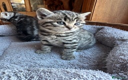 British Shorthair cats for sale: Silver Tabby also Brown Spotted Kittens - Image 12