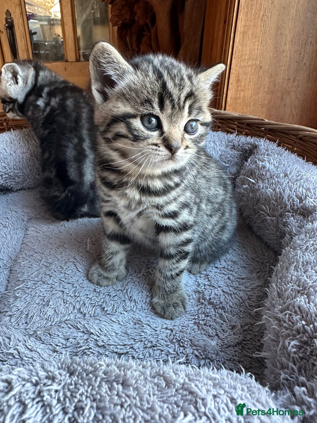 British Shorthair cats for sale: Silver Tabby also Brown Spotted Kittens - Image 12