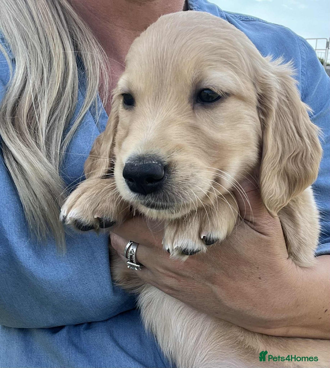 Golden Retriever dogs for sale: Beautiful KC Golden Retriever Puppies - Image 3