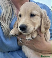 Golden Retriever dogs - Advert 3