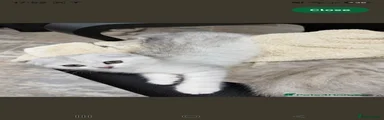 Scottish Fold 1