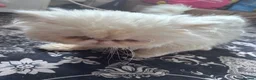 Persian cats for sale: Beautiful cat teo - Advert 2