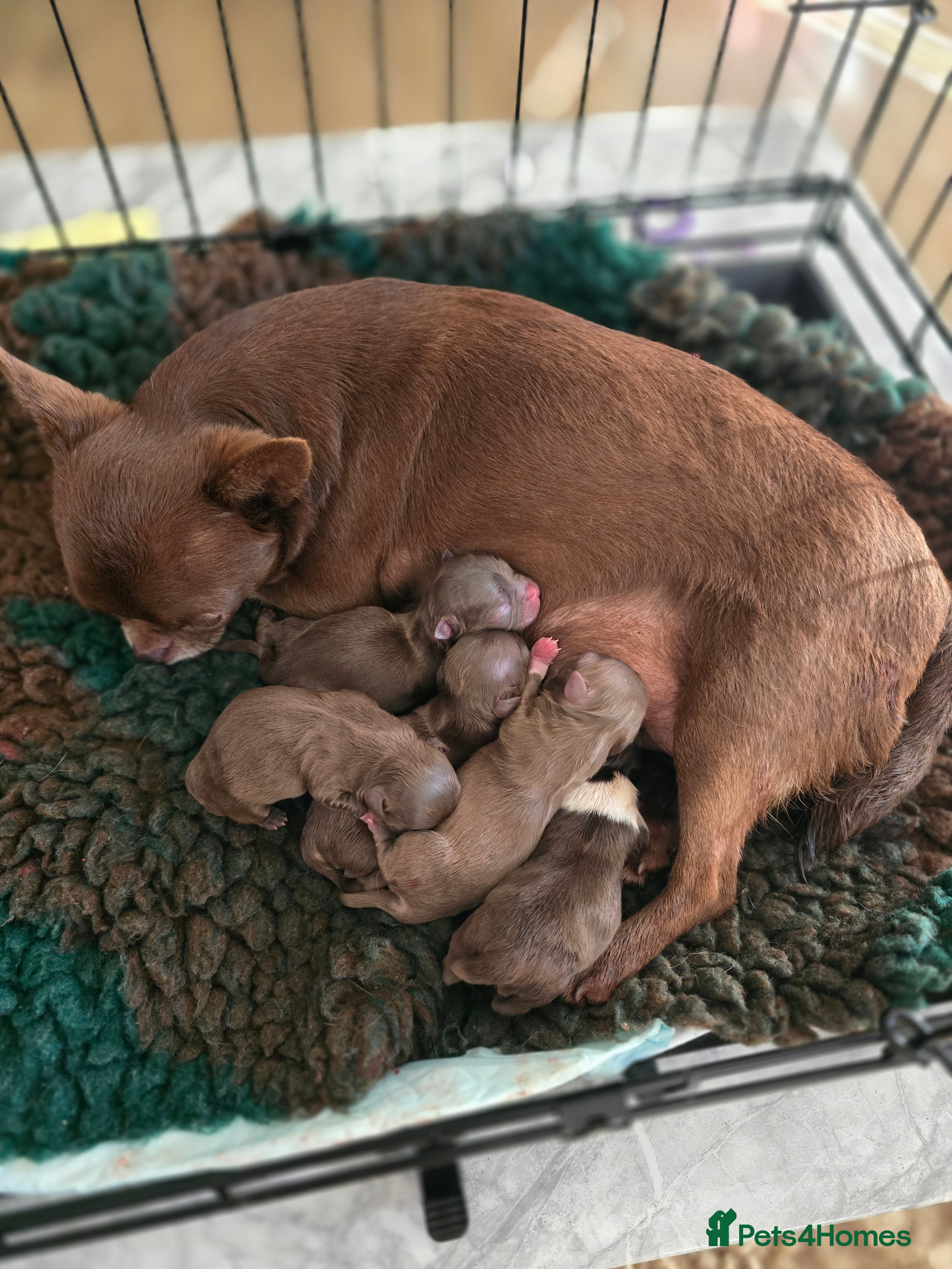 Chihuahua dogs Xx stunning Quality Kc chocolate litter Xx - Advert 2