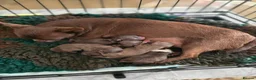 Chihuahua dogs for sale: Xx stunning Quality Kc chocolate litter Xx - Advert 16