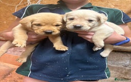 Labrador Retriever dogs for sale: Stunning lab litter  - Image 1