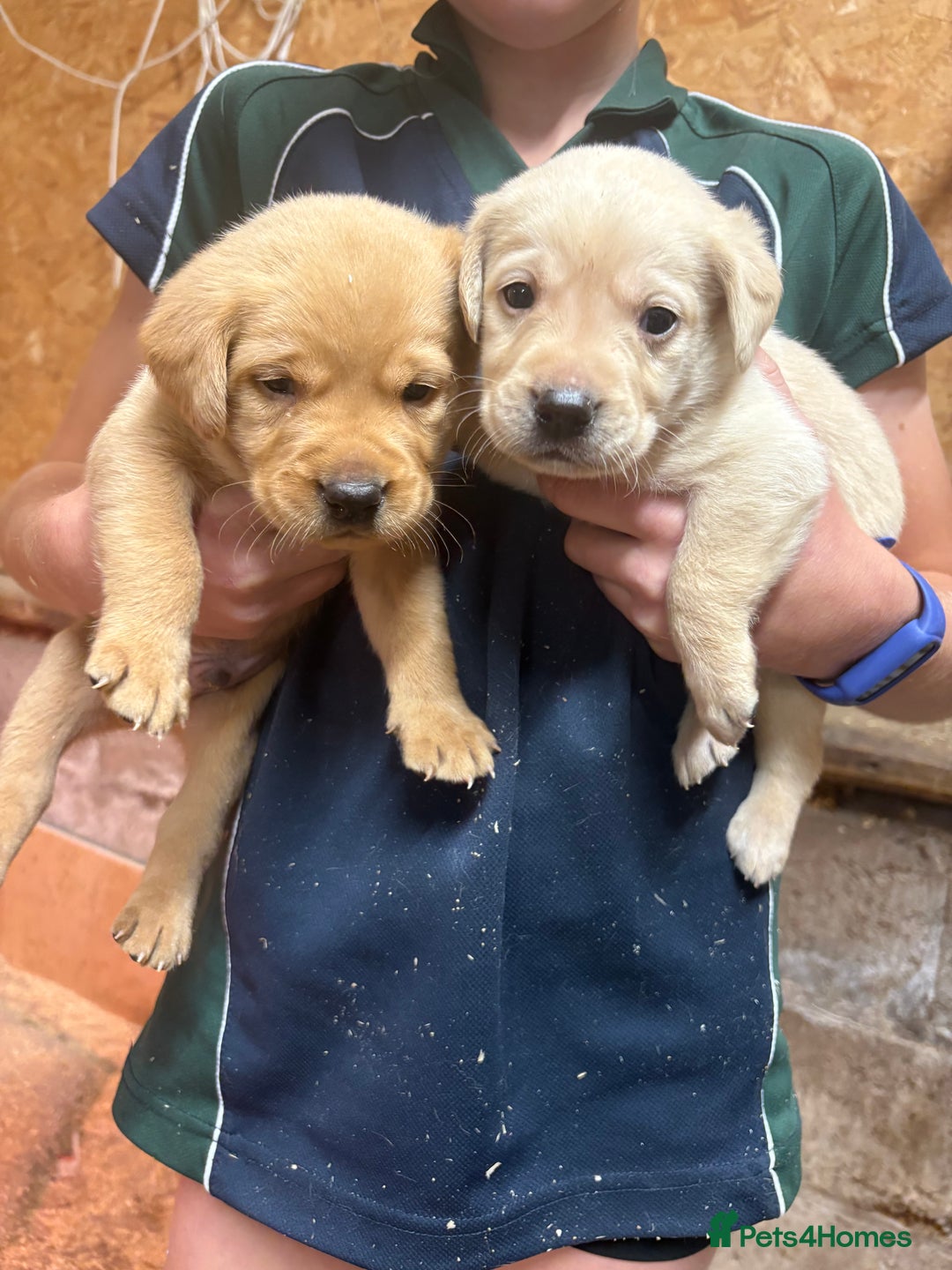 Labrador Retriever dogs for sale: Stunning lab litter  - Image 1