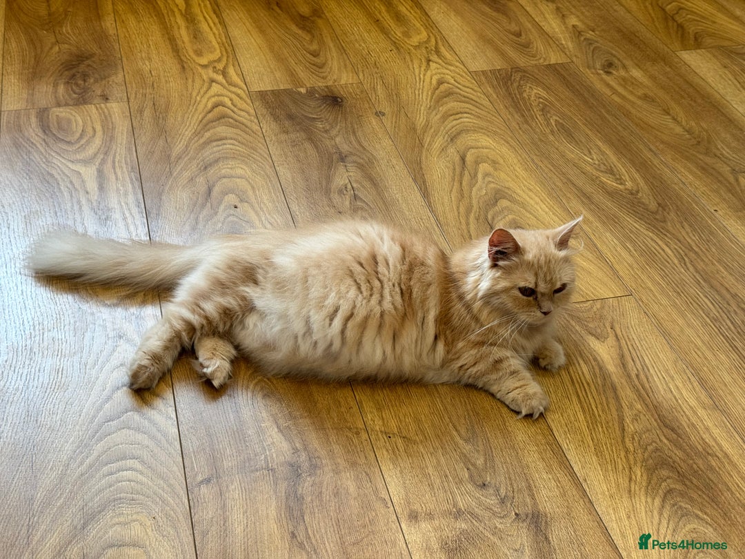 Munchkin cats for sale: 2 tiny legged rug hugger Persian munchkins - Image 23
