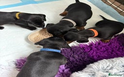 Miniature Dachshund dogs for sale: Miniature dachshund puppies 🐾 - Advert 11