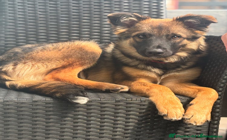 Mixed Breed dogs - Advert 6