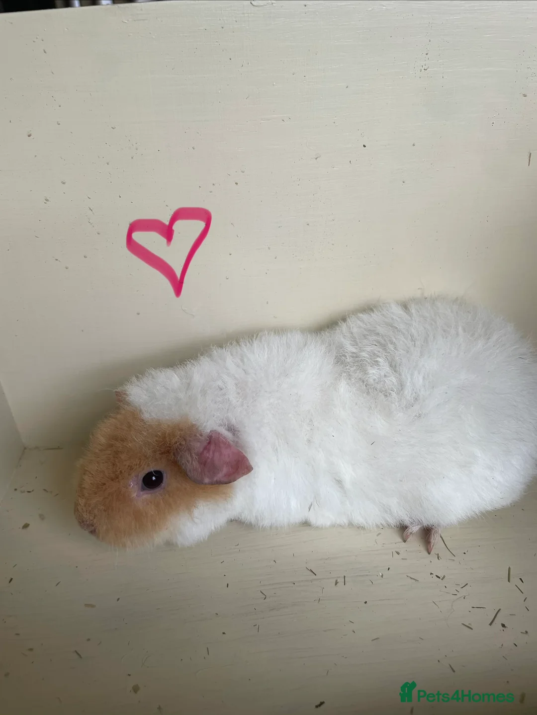 Guinea Pig rodents for sale: Pure bred baby Teddy Guinea Pigs - Advert 6