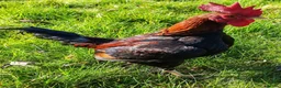 Chickens poultry for sale: Carlisle Old english game bantams  - Advert 3