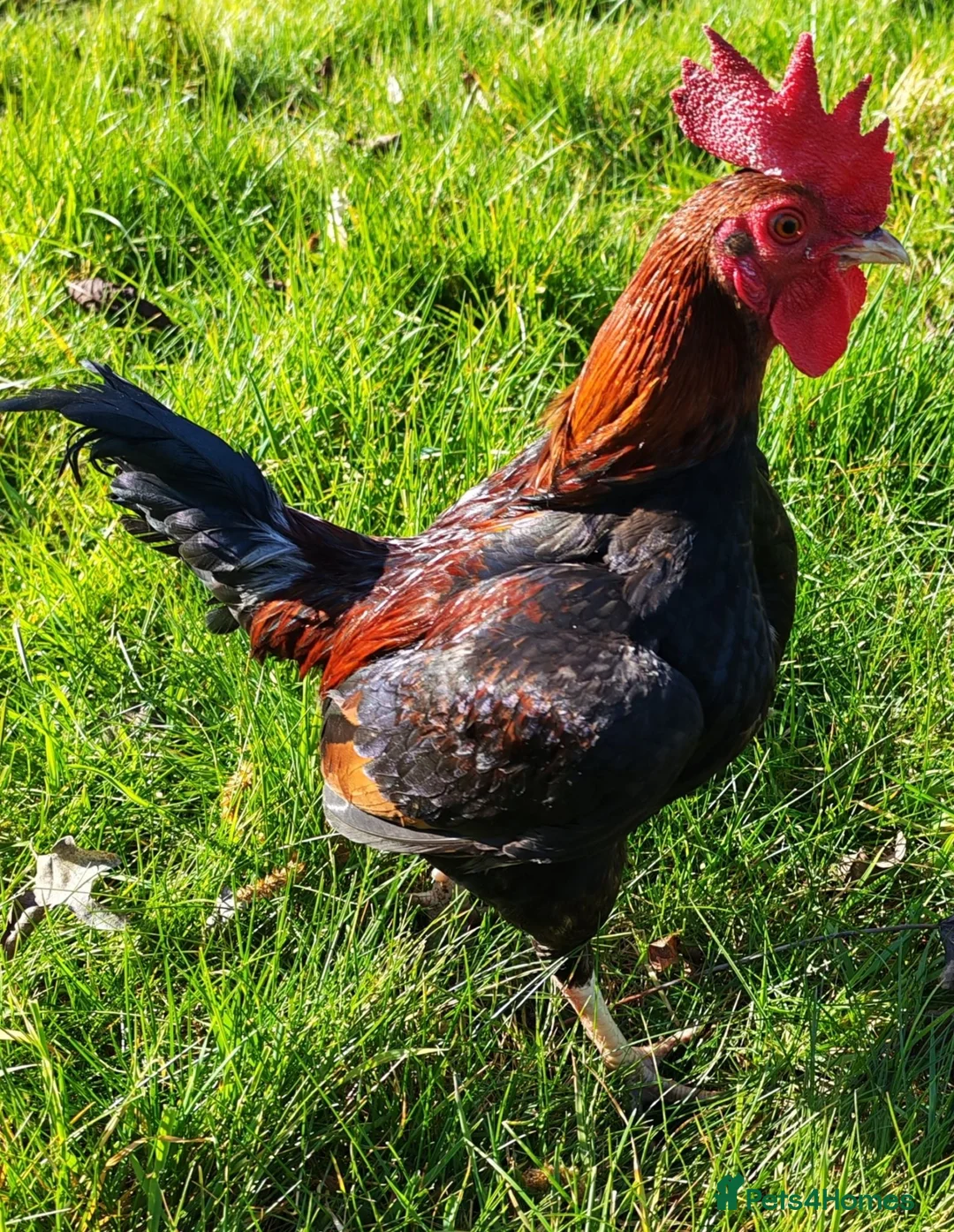 Chickens poultry for sale: Carlisle Old english game bantams  - Advert 3