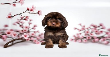Cockapoo dogs - Advert 6