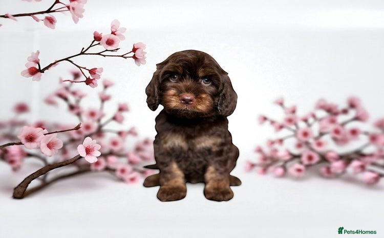 Cockapoo dogs - Advert 2