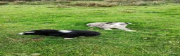Border Collie dogs for sale: Specialist Bred Border Collie Pups Merle - Advert 19