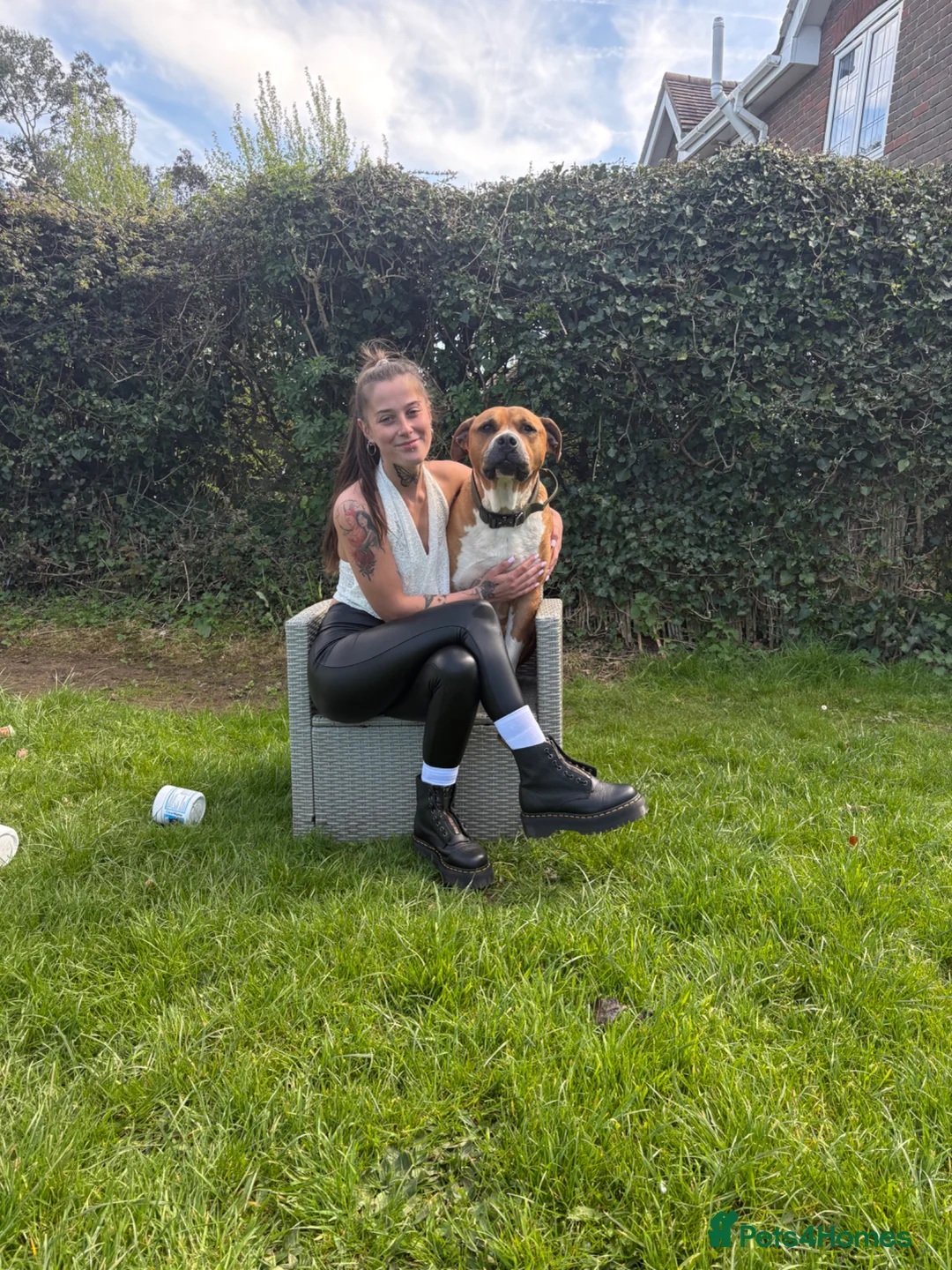 Mixed Breed dogs for sale: 10 year old Staffy  ** tiff  in Wimborne - Advert 6