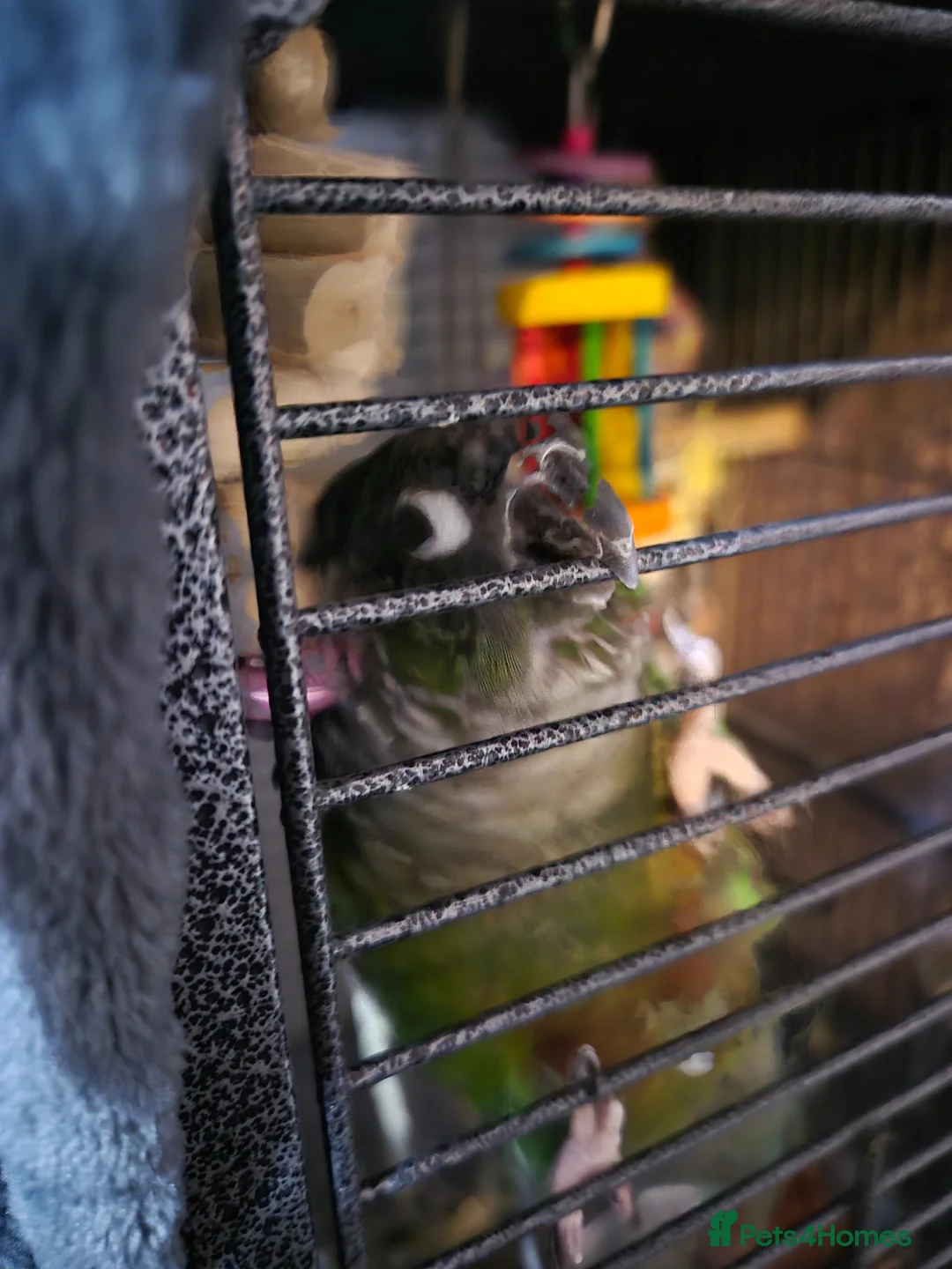 Conures birds for sale: Green cheek conure & pied cockatiel  - Advert 9