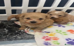 Maltipoo dogs for sale: F1 TINY TOY MALTIPOOS🩷health tested clear parents - Image 7