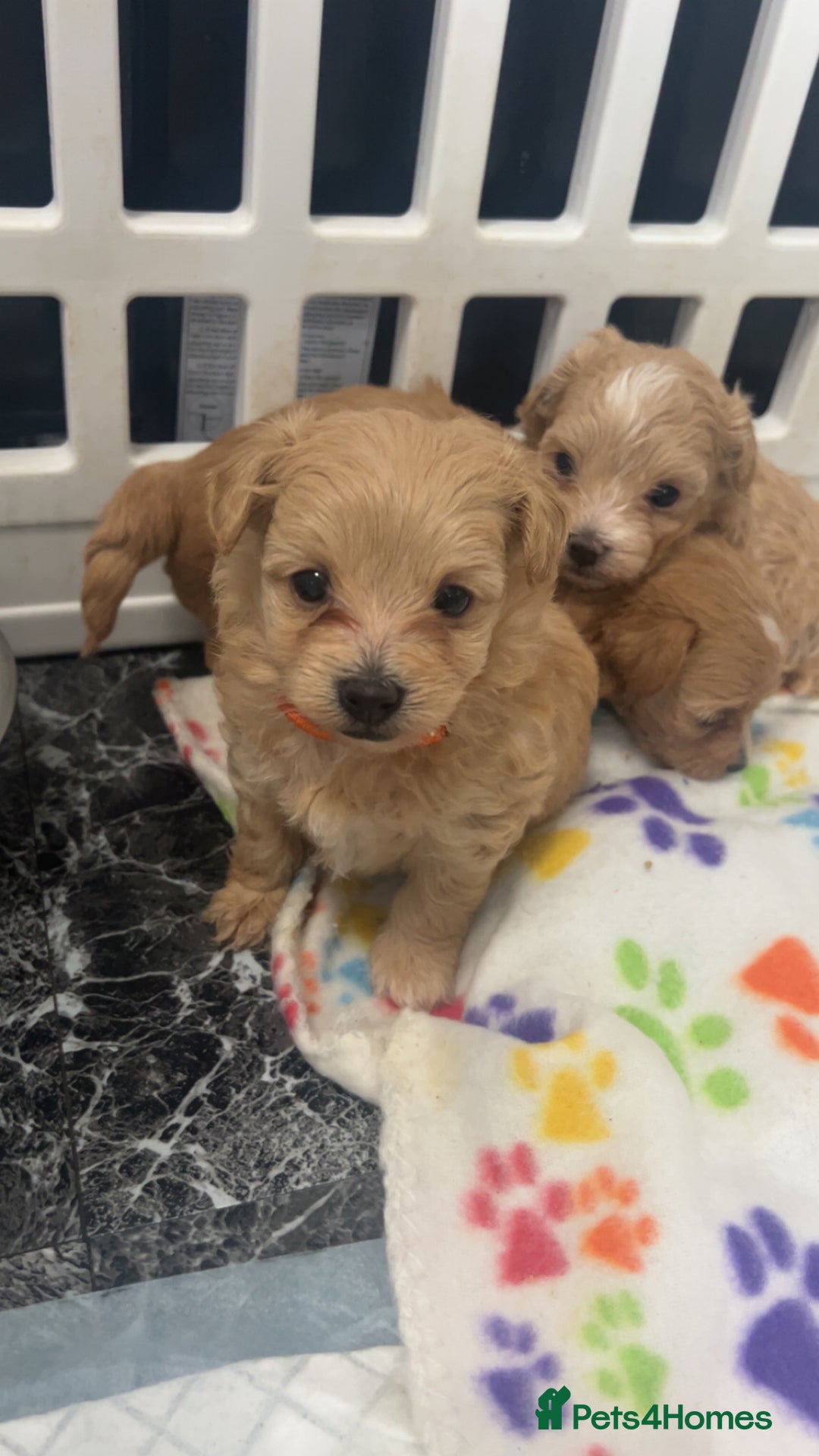 Maltipoo dogs for sale: F1 TINY TOY MALTIPOOS🩷health tested clear parents - Image 7