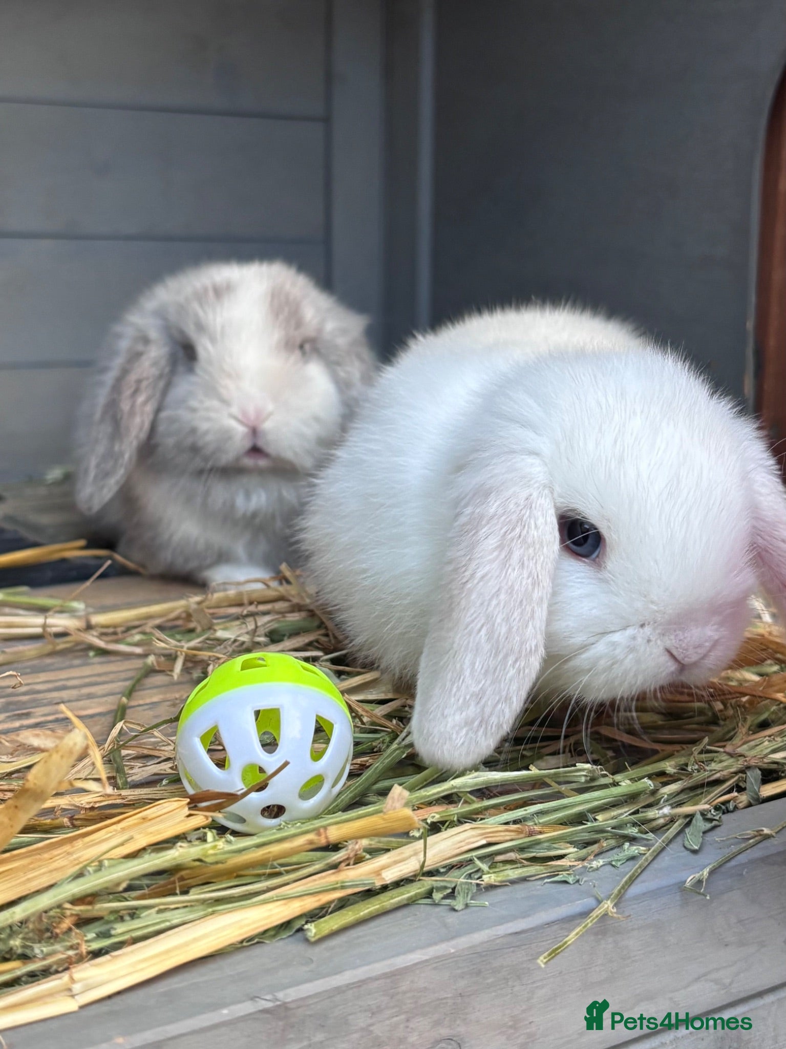 Mini Lop rabbits Mini Lop Babies - Reserve now - collect from 28/06 - Advert 1